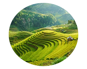 Terrasses de Sapa